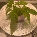 French Macaron someone?