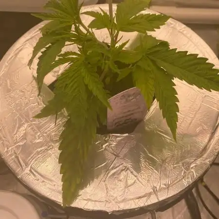 French Macaron someone?