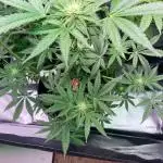 A Test for the upcoming(maybe) Strain