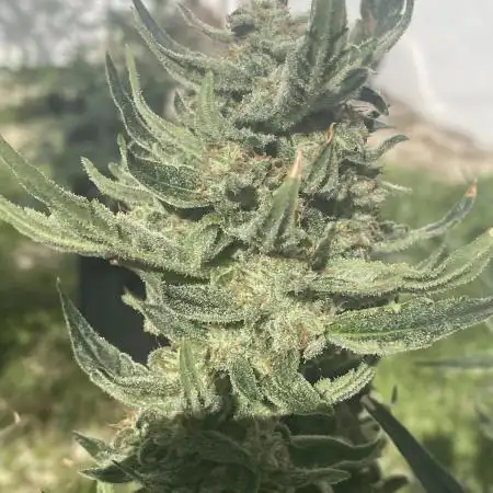 Auto Blueberry