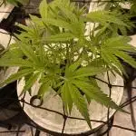 French Macaron someone?