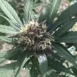 A Blue Dream comes true vol.2