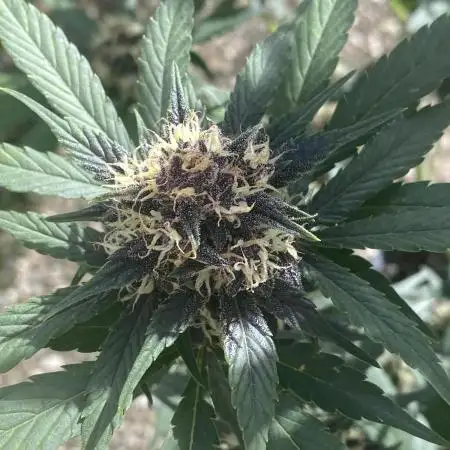A Blue Dream comes true vol.2