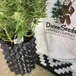 Divine Seeds Test 1