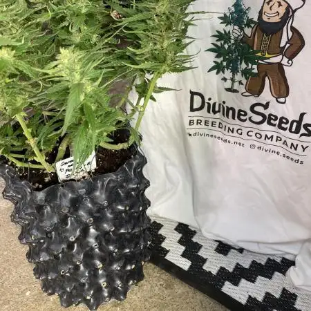 Divine Seeds Test 1