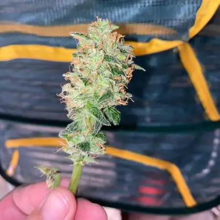 Lets fly to the Moon