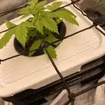 Something very NEW from TH is here^^