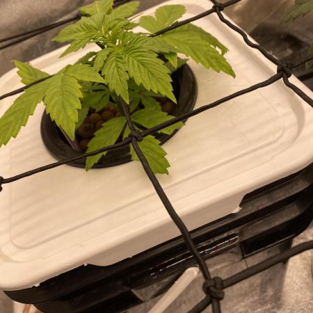 Something very NEW from TH is here^^