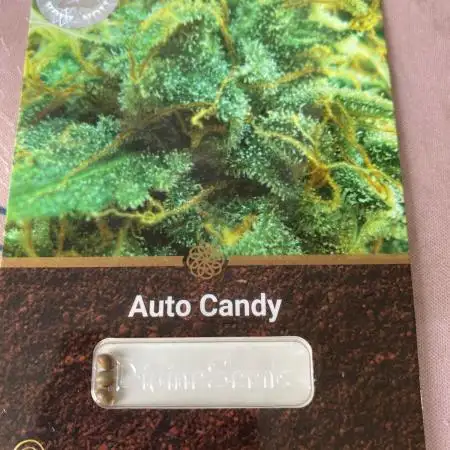 Divine Seeds presents Auto Candy!