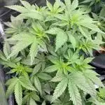 A Misteriuosly Journey with me and Sativa Seeds and Dutch Passion