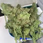 Divine Seeds Test 1