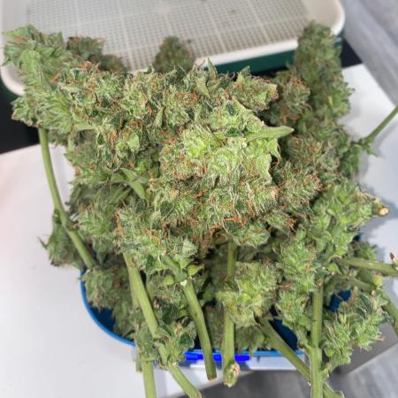 Divine Seeds Test 1