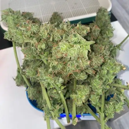 Divine Seeds Test 1