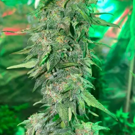 A Black Diamond auto from zamnesia