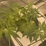 Enemy of the State V2