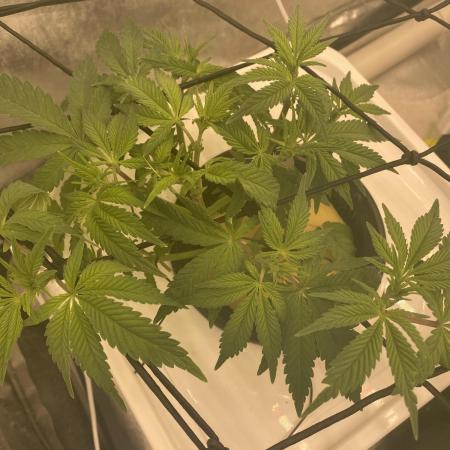 Enemy of the State V2