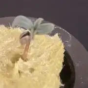 The Father of God???