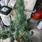 Auto Opium by Divine Seeds