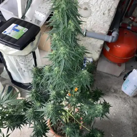 Auto Opium by Divine Seeds
