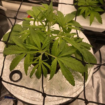 French Macaron someone?