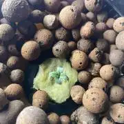 Broccoli and Sticky = Sticky Broccoli