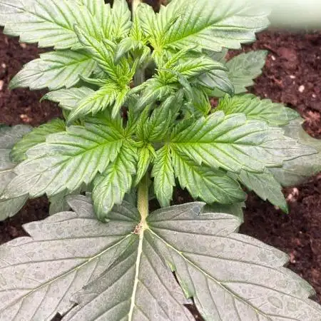 Zkittlez auto run x2