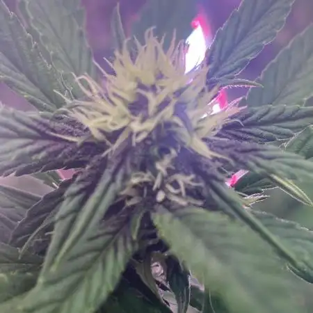 A Blue Dream comes true vol.2