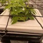 Enemy of the State V3