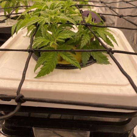 Enemy of the State V3