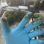 Auto Opium by Divine Seeds