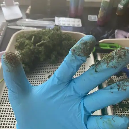 Auto Opium by Divine Seeds