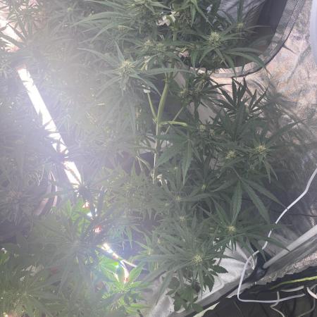 Auto Blueberry