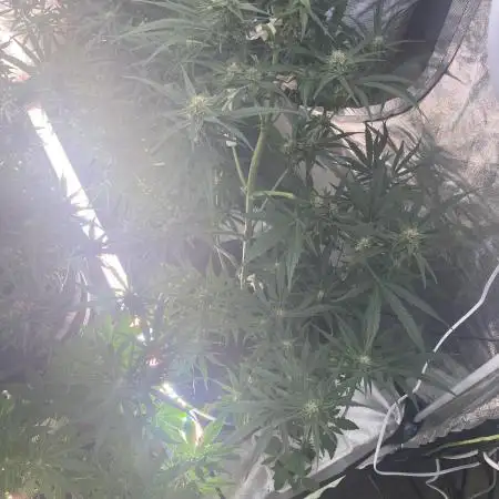 Auto Blueberry