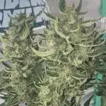 Auto Blueberry