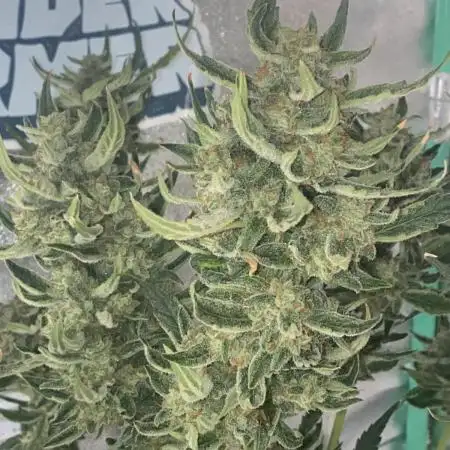 Auto Blueberry