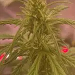 Auto Opium by Divine Seeds