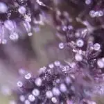 Auto Opium by Divine Seeds