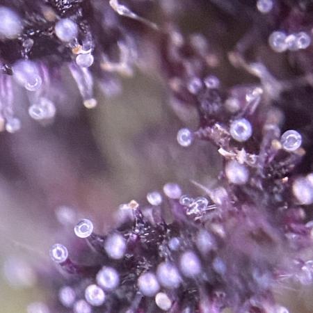 Auto Opium by Divine Seeds