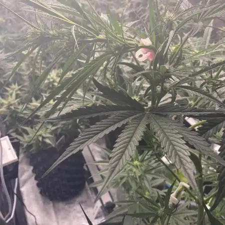 Auto Blueberry