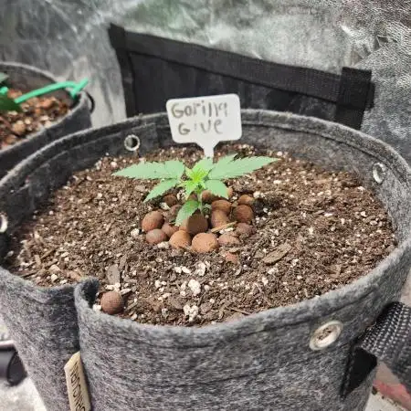 Gorilla Glue Auto
