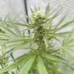 Guava Auto FB42