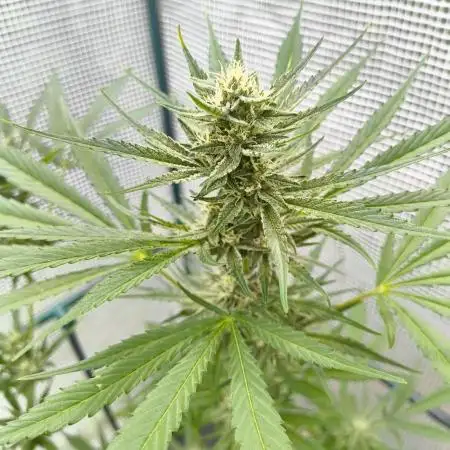 Guava Auto FB42