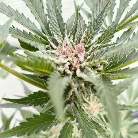 Cherry Cola Auto FB42