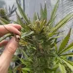 Strawberry Gorilla Auto FB42