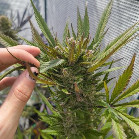 Strawberry Gorilla Auto FB42