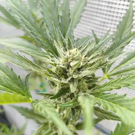 Tropicana Cookies Auto FB42