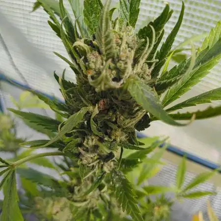 Papaya Cookies Auto FB42