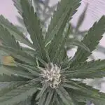 Papaya Cookies Auto FB42