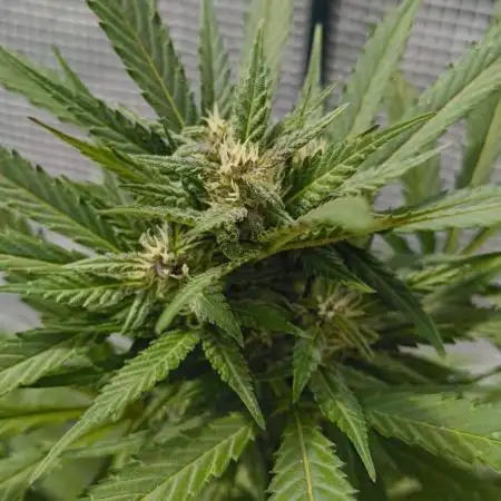 Guava Auto FB42