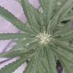 Guava Auto FB42